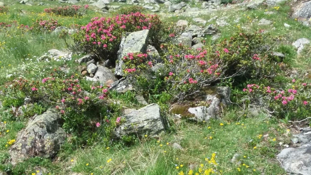 伊丽莎白小屋宾馆 米特西尔 外观 照片